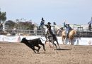 Chihuahua gana trofeo de segundo lugar nacional en rodeo