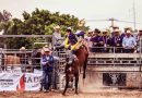 Chihuahua va por todo en el rodeo