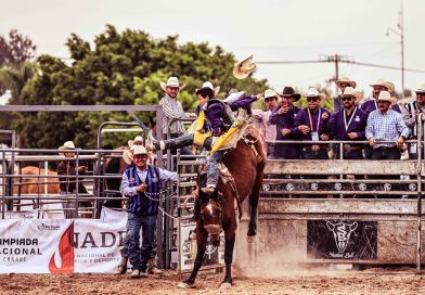 Chihuahua va por todo en el rodeo